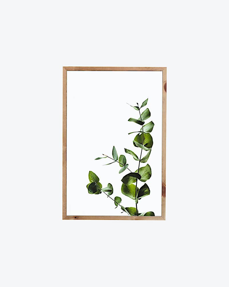 Framed Plant Artwork